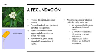A FECUNDACIÓN
➢ Proceso de reproducción das
plantas.
➢ O gran de pole alcanza o estigma
e emite o tubo polínico.
➢ Prodúcese a xerminación,
aparecendo 2 gametos que
baixan polo tubo.
➢ Ao final deste, prodúcese a
fecundación dando lugar ó
cigoto.
➢ Nos anxiospermas prodúcese
unha dobre fecundación.
○ Un dos núcleos fusiónase coa
ovocélula dando lugar ó
cigoto
○ O outro fusiónase cos dous
núcleos polares do saco
embrionario.
○ Isto orixina un núcleo
triploide que dará lugar ó
endosperma.
 