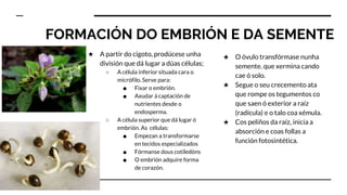 FORMACIÓN DO EMBRIÓN E DA SEMENTE
★ A partir do cigoto, prodúcese unha
división que dá lugar a dúas células;
○ A célula inferior situada cara o
micrófilo. Serve para:
■ Fixar o embrión.
■ Axudar á captación de
nutrientes desde o
endosperma.
○ A célula superior que dá lugar ó
embrión. As células:
■ Empezan a transformarse
en tecidos especializados
■ Fórmanse dous cotiledóns
■ O embrión adquire forma
de corazón.
★ O óvulo transfórmase nunha
semente. que xermina cando
cae ó solo.
★ Segue o seu crecemento ata
que rompe os tegumentos co
que saen ó exterior a raíz
(radícula) e o talo coa xémula.
★ Cos peliños da raíz, inicia a
absorción e coas follas a
función fotosintética.
 
