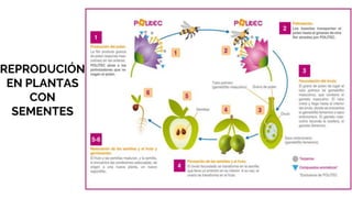 REPRODUCIÓN
EN PLANTAS
CON
SEMENTES
 