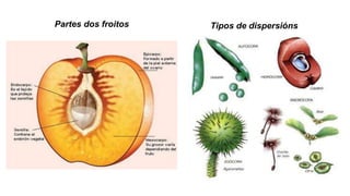 Tipos de dispersiónsPartes dos froitos
 