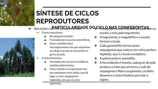 SÍNTESE DE CICLOS
REPRODUTORES
PARTICULARIDADE DO CICLO NAS CONIFERÓFITAS❖ Non teñen cáliz nin corola e forman:
➢ Conos masculinos
■ De pequeno tamaño
■ Formados por escamas seminíferas.
■ Estas conteñen dous
microsporanxios nos que atopamos
as células nai que se converten en
grans de pole.
➢ Conos femeninos
■ Formados por escamas ovulíferas,
sostidas pola bráctea.
■ Estas coteñen un esporanxio nos
que atopamos unha célula, que dá
lugar a catro megásporas
haploides, das que só unha
sobrevive.
❖ A megáspora está rodeado pola parede ou
nucela, e esta polo tegumento.
❖ O tegumento, o magatófito e a nucela
forman o óvulo.
❖ Cada gametófito forma varios
arquegonios que cada un ten unha oosfera
haploide, que é o óvulo verdadeiro.
❖ A polinización é anemófila.
❖ A fecundación é sinxela: cada gran de pole
produce o tubo que atravesa o colo do
arquegonio e libera os gametos, un deles
dexenera e outro fúndese para dar o
cigoto.
 