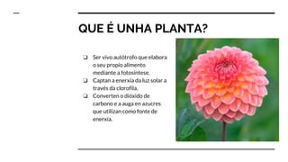 QUE É UNHA PLANTA?
❏ Ser vivo autótrofo que elabora
o seu propio alimento
mediante a fotosíntese.
❏ Captan a enerxía da luz solar a
través da clorofila.
❏ Converten o dióxido de
carbono e a auga en azucres
que utilizan como fonte de
enerxía.
 