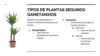 TIPOS DE PLANTAS SEGUNDO
GAMETANXIOS
Segundo se os gametanxios se
formen en distintos individuos ou no
mesmo:
● Hermafroditas:
○ Dous tipos de
gametanxios nun mesmo
órgano.
● Unisexuais:
○ Gametanxios separados en
órganos distintos.
■ Monoicas
● Sexos no mesmo
individuo
■ Dioicas:
● Sexos separados
en distintos
individuos.
 