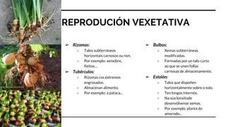 REPRODUCIÓN VEXETATIVA
➢ Rizomas:
○ Talos subterráneos
horizontais carnosos ou non.
○ Por exemplo: xenxibre,
fieitos…
➢ Tubérculos:
○ Rizomas cos extremos
engrosados.
○ Almacenan alimento.
○ Por exemplo: a pataca...
➢ Bulbos:
○ Xemas subterráneas
modificadas.
○ Formadas por un talo curto
ao que se unen follas
carnosas de almacenamento.
➢ Estolón:
○ Talos que dispoñen
horizontalmente sobre o solo.
○ Ten longos internós.
○ Na súa lonxitude
desenvólvense xemas.
○ Por exemplo: planta do
amorodo...
 