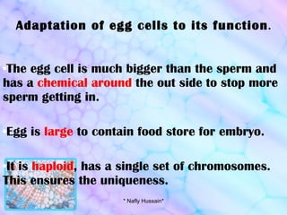 Adaptation of egg cells to its function . The egg cell is much bigger than the sperm and has a  chemical around  the out side to stop more sperm getting in. Egg is  large  to contain food store for embryo. It is  haploid , has a single set of chromosomes. This ensures the uniqueness. * Nafly Hussain* 