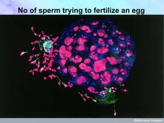 No of sperm trying to fertilize an egg * Nafly Hussain* 
