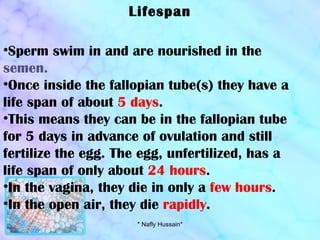 Lifespan Sperm swim in and are nourished in the  semen.  Once inside the fallopian tube(s) they have a life span of about  5 days . This means they can be in the fallopian tube for 5 days in advance of ovulation and still fertilize the egg. The egg, unfertilized, has a life span of only about  24 hours . In the vagina, they die in only a  few hours . In the open air, they die  rapidly . * Nafly Hussain* 