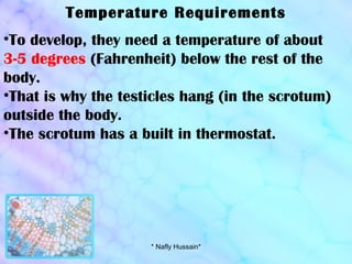 Temperature Requirements To develop, they need a temperature of about  3-5 degrees  (Fahrenheit) below the rest of the body.  That is why the testicles hang (in the scrotum) outside the body. The scrotum has a built in thermostat.   * Nafly Hussain* 