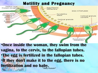 Motility and Pregnancy Once inside the woman, they swim from the vagina, to the cervix, to the fallopian tubes.  The egg is fertilized in the fallopian tubes. If they don't make it to the egg, there is no fertilization and no baby. * Nafly Hussain* 