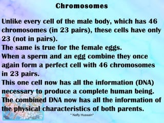 Chromosomes Unlike every cell of the male body, which has 46 chromosomes (in 23 pairs), these cells have only 23 (not in pairs).  The same is true for the female eggs. When a sperm and an egg combine they once again form a perfect cell with 46 chromosomes in 23 pairs.  This one cell now has all the information (DNA) necessary to produce a complete human being. The combined DNA now has all the information of the physical characteristics of both parents. * Nafly Hussain* 