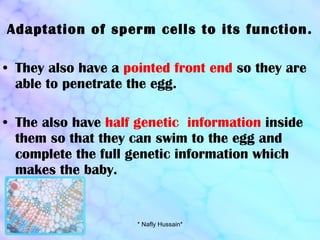 Adaptation of sperm cells to its function. They also have a  pointed front end  so they are able to penetrate the egg. The also have  half genetic  information  inside them so that they can swim to the egg and complete the full genetic information which makes the baby. * Nafly Hussain* 
