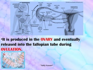 It is produced in the  OVARY  and eventually released into the fallopian tube during  OVULATION . * Nafly Hussain* 