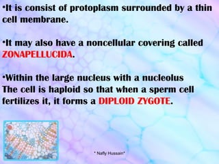 It is consist of protoplasm surrounded by a thin cell membrane. It may also have a noncellular covering called  ZONAPELLUCIDA . Within the large nucleus with a nucleolus The cell is haploid so that when a sperm cell fertilizes it, it forms a  DIPLOID ZYGOTE . * Nafly Hussain* 