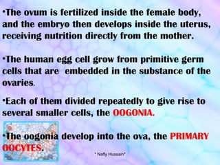 The ovum is fertilized inside the female body, and the embryo then develops inside the uterus, receiving nutrition directly from the mother. The human egg cell grow from primitive germ cells that are  embedded in the substance of the ovaries . Each of them divided repeatedly to give rise to several smaller cells, the  OOGONIA. The oogonia develop into the ova, the  PRIMARY OOCYTES . * Nafly Hussain* 