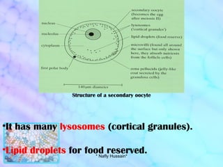It has many  lysosomes  (cortical granules). Lipid droplets  for food reserved. Structure of a secondary oocyte * Nafly Hussain* 