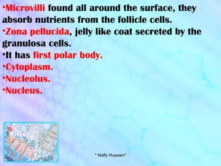 Microvilli  found all around the surface, they absorb nutrients from the follicle cells. Zona pellucida , jelly like coat secreted by the granulosa cells. It has  first polar body. Cytoplasm. Nucleolus. Nucleus. * Nafly Hussain* 