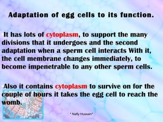 Adaptation of egg cells to its function. It has lots of  cytoplasm , to support the many divisions that it undergoes and the second adaptation when a sperm cell interacts With it, the cell membrane changes immediately, to become impenetrable to any other sperm cells. Also it contains  cytoplasm  to survive on for the couple of hours it takes the egg cell to reach the womb. * Nafly Hussain* 