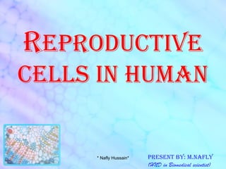 R eproductive cells in human Present by: m.nafly (HND in Biomedical scientist) * Nafly Hussain* 