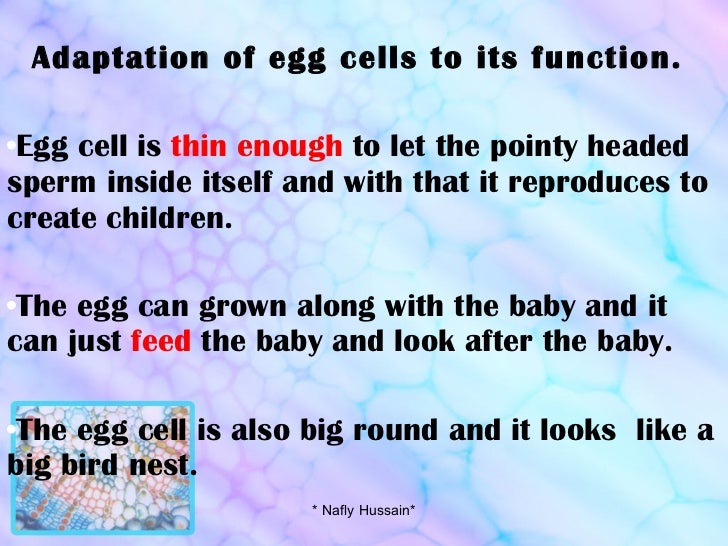 What Does An Egg Cell Contain As Food For Embryo What Does An Egg Cell Contain As Food For Embryo