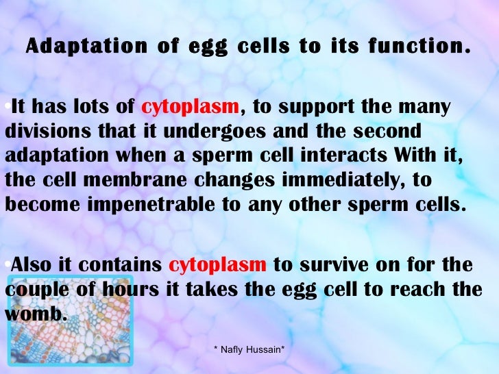 Reproduct cell in human