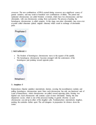 crossover. The new combinations of DNA created during crossover are a significant source of
genetic variation, and may result in beneficial new combinations of alleles. The paired and
replicated chromosomes are called bivalents or tetrads, which have two chromosomes and four
chromatids, with one chromosome coming from each parent. The process of pairing the
homologous chromosomes is called synapsis. At this stage, non-sister chromatids may cross-over
at points called chiasmata (plural; singular chiasma) which result in exchange of chromatids
parts.
2. METAPHASE I
 The bivalent of homologous chromosome move to the equator of the spindle.
 The homologous chromosome becomes arranged with the centromeres of the
homologous pair pointing toward opposite poles.
3. Anaphase I
Kinetochores (bipolar spindles) microtubules shorten, severing the recombination nodules and
pulling homologous chromosomes apart. Since each chromosome has only one functional unit of
a pair of kinetochores, whole chromosomes are pulled toward opposing poles, forming two
haploid sets. Each chromosome still contains a pair of sister chromatids. During this time
disjunction occurs, which is one of the processes leading to genetic diversity as each
chromosome can end up in either of the daughter cells. Nonkinetochore microtubules lengthen,
pushing the centrioles farther apart. The cell elongates in preparation for division down the
center.
 