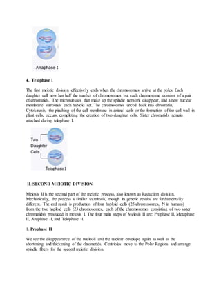 4. Telophase I
The first meiotic division effectively ends when the chromosomes arrive at the poles. Each
daughter cell now has half the number of chromosomes but each chromosome consists of a pair
of chromatids. The microtubules that make up the spindle network disappear, and a new nuclear
membrane surrounds each haploid set. The chromosomes uncoil back into chromatin.
Cytokinesis, the pinching of the cell membrane in animal cells or the formation of the cell wall in
plant cells, occurs, completing the creation of two daughter cells. Sister chromatids remain
attached during telophase I.
II. SECOND MEIOTIC DIVISION
Meiosis II is the second part of the meiotic process, also known as Reduction division.
Mechanically, the process is similar to mitosis, though its genetic results are fundamentally
different. The end result is production of four haploid cells (23 chromosomes, N in humans)
from the two haploid cells (23 chromosomes, each of the chromosomes consisting of two sister
chromatids) produced in meiosis I. The four main steps of Meiosis II are: Prophase II, Metaphase
II, Anaphase II, and Telophase II.
1. Prophase II
We see the disappearance of the nucleoli and the nuclear envelope again as well as the
shortening and thickening of the chromatids. Centrioles move to the Polar Regions and arrange
spindle fibers for the second meiotic division.
 