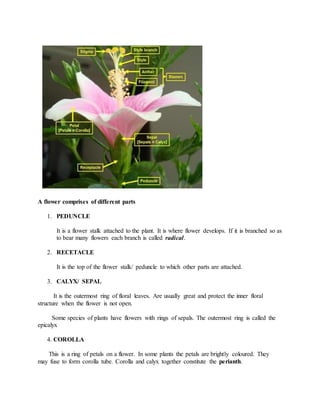 A flower comprises of different parts
1. PEDUNCLE
It is a flower stalk attached to the plant. It is where flower develops. If it is branched so as
to bear many flowers each branch is called radical.
2. RECETACLE
It is the top of the flower stalk/ peduncle to which other parts are attached.
3. CALYX/ SEPAL
It is the outermost ring of floral leaves. Are usually great and protect the inner floral
structure when the flower is not open.
Some species of plants have flowers with rings of sepals. The outermost ring is called the
epicalyx
4. COROLLA
This is a ring of petals on a flower. In some plants the petals are brightly coloured. They
may fuse to form corolla tube. Corolla and calyx together constitute the perianth.
 