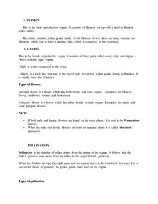5. STAMEN
This is the male reproductive organs. It consists of filament on top with a head of filament
called anther
The anther contains pollen grains inside. In the hibiscus flower there are many stamens and
filaments which join to form a stamina tube, which is connected to the receptacle.
6. CARPEL
This is the female reproductive organ, it consists of three parts called ovary, style and stigma –
Ovary contains eggs/ stigma.
- Style is a tube connected to the ovary.
- Stigma is a knob like structure at the top of style. It receives pollen grains during pollination. It
is usually have five branches.
Types of Flowers
Bisexual flower is a flower which has both female and male organs – examples are hibiscus
flower, sunflower, tomato and flamboyant.
Unisexual flower is a flower which has either female or male organs. Examples are maize and
some pawpaw flowers
NOTE
 If both male and female flowers are found on the same plants. It is said to be Monoecious
(maize)
 When the male and female flowers are born on separate plants it is called dioecious
(pawpaw).
POLLINATION
Pollination is the transfer of pollen grains from the anther to the stigma. It follows that the
male’s gametes must move from an anther to the carpel (female gametes).
When the Anthers are ripe they split open and are expose ready to be transferred to carpel. For a
successful fusion of gametes, the pollen grains must land on the stigma.
Types of pollination
 