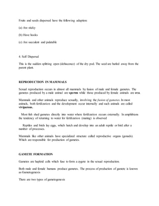 Fruits and seeds dispersed have the following adaption:
(a) Are sticky
(b) Have hooks
(c) Are succulent and palatable
4. Self Dispersal
This is the sudden splitting open (dehiscence) of the dry pod. The seed are hurled away from the
parent plant.
REPRODUCTION IN MAMMALS
Sexual reproduction occurs in almost all mammals by fusion of male and female gametes. The
gametes produced by a male animal are sperms while those produced by female animals are ova.
Mammals and other animals reproduce sexually, involving the fusion of gametes. In most
animals, both fertilization and the development occur internally and such animals are called
viviparous.
Most fish shed gametes directly into water where fertilization occurs externally. In amphibians
the tendency of returning to water for fertilization (mating) is observed
Reptiles and birds lay eggs, which hatch and develop into an adult reptile or bird after a
number of processes.
Mammals like other animals have specialized structure called reproductive organs (gonads).
Which are responsible for production of gametes.
GAMETE FORMATION
Gametes are haploid cells which fuse to form a zygote in the sexual reproduction.
Both male and female humans produce gametes. The process of production of gamete is known
as Gametogenesis
There are two types of gametogenesis
 