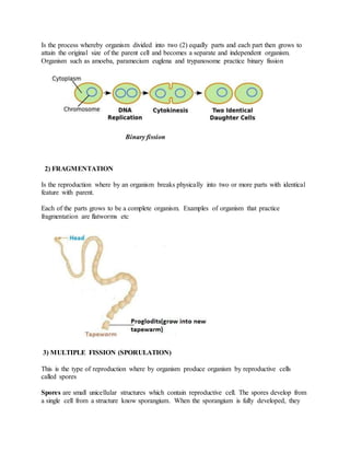 Is the process whereby organism divided into two (2) equally parts and each part then grows to
attain the original size of the parent cell and becomes a separate and independent organism.
Organism such as amoeba, paramecium euglena and trypanosome practice binary fission
Binary fission
2) FRAGMENTATION
Is the reproduction where by an organism breaks physically into two or more parts with identical
feature with parent.
Each of the parts grows to be a complete organism. Examples of organism that practice
fragmentation are flatworms etc
3) MULTIPLE FISSION (SPORULATION)
This is the type of reproduction where by organism produce organism by reproductive cells
called spores
Spores are small unicellular structures which contain reproductive cell. The spores develop from
a single cell from a structure know sporangium. When the sporangium is fully developed, they
 