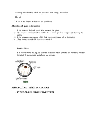 Has many mitochondria which are concerned with energy production.
The tail
The tail is like flagella in structure for propulsion.
Adaptation of sperm to its function
1. It has structure like tail which helps to move the sperm
2. The presence of mitochondria enables the sperm to produce energy needed during the
action.
3. It has an acrosome enzyme which help penetrate the egg cell at fertilization
4. They are produced in big number for survival
2. OVA CELL
It is oval in shape; the egg cell contains a nucleus which contains the hereditary material
(genetic). It also contains cytoplasm and granules.
REPRODUCTIVE SYSTEM IN MAMMALS
1. IN MAN/MALE REPRODUCTIVE SYTEM
 