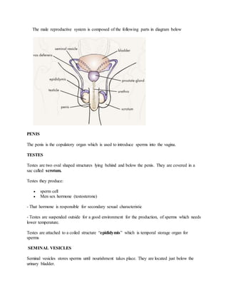 The male reproductive system is composed of the following parts in diagram below
PENIS
The penis is the copulatory organ which is used to introduce sperms into the vagina.
TESTES
Testes are two oval shaped structures lying behind and below the penis. They are covered in a
sac called scrotum.
Testes they produce:
 sperm cell
 Men sex hormone (testosterone)
- That hormone is responsible for secondary sexual characteristic
- Testes are suspended outside for a good environment for the production, of sperms which needs
lower temperature.
Testes are attached to a coiled structure “epididymis” which is temporal storage organ for
sperms
SEMINAL VESICLES
Seminal vesicles stores sperms until nourishment takes place. They are located just below the
urinary bladder.
 