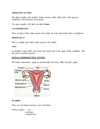 PROSTATE GLANDS
This gland together with seminal vesicles secretes a fluid which mixes with sperm as
nourishment and protection to the sperm.
The sperm together with fluid are called Semen
VAS EFFERENTIA
These are ducts which collect sperms from inside the testes and transfer them to epididymis.
SPERM DUCT
This is a straight tube which carries sperms to the urethra.
PENIS.
Is copulatory organ which carry sperm from sperm duct to the vagina during copulation. Also
take part in excretion process.
FEMALE REPRODUCTIVE SYSTEM
The female reproductive organs are located inside the body, within the pelvis region.
OVARIES
These are oval shaped structures near each kidney
Ovaries produce - ova
-oestrogen
- progesterone
 