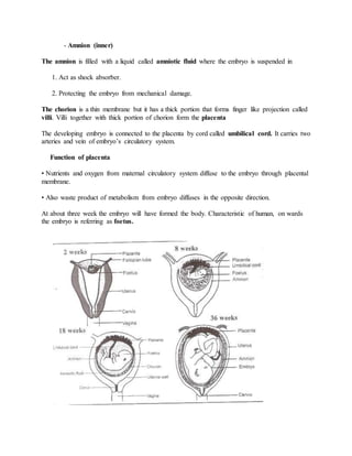 - Amnion (inner)
The amnion is filled with a liquid called amniotic fluid where the embryo is suspended in
1. Act as shock absorber.
2. Protecting the embryo from mechanical damage.
The chorion is a thin membrane but it has a thick portion that forms finger like projection called
villi. Villi together with thick portion of chorion form the placenta
The developing embryo is connected to the placenta by cord called umbilical cord. It carries two
arteries and vein of embryo’s circulatory system.
Function of placenta
• Nutrients and oxygen from maternal circulatory system diffuse to the embryo through placental
membrane.
• Also waste product of metabolism from embryo diffuses in the opposite direction.
At about three week the embryo will have formed the body. Characteristic of human, on wards
the embryo is referring as foetus.
 