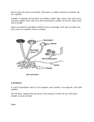 burst to release the spores to the ground. When land on a suitable environment germinate into
new organisms.
Examples of organisms that reproduce by sporulation include fungi, mosses, ferns and amoeba.
In amoeba multiple fission only occur when environmental condition do not favor binary fission
such as drought.
Spores are produced in specialized structures known as sporangia, but in ferns are called sorus
and in moses are sometimes known as capsules.
Spore formation
4) BUDDING
Is a type of reproduction where by a new organism arises asexually as an outgrowth on the older
organism.
The bud finally separates from the parent’s body and grows to attain the size of the parent
Example are yeast and hydra.
Yeast
 