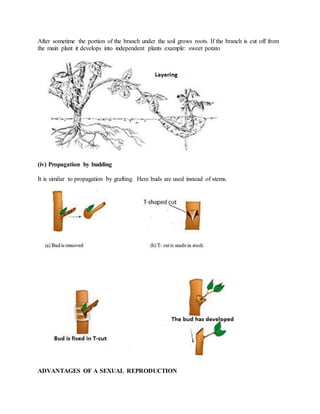After sometime the portion of the branch under the soil grows roots. If the branch is cut off from
the main plant it develops into independent plants example: sweet potato
(iv) Propagation by budding
It is similar to propagation by grafting. Here buds are used instead of stems.
ADVANTAGES OF A SEXUAL REPRODUCTION
 
