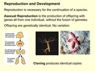 Reproduction and Development Reproduction is necessary for the continuation of a species. Asexual Reproduction  is the production of offspring with genes all from one individual, without the fusion of gametes. Offspring are genetically identical. No variation  Cloning  produces identical copies 