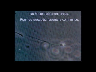 99 % sont déjà hors circuit. Pour les rescapés, l’aventure commence. 