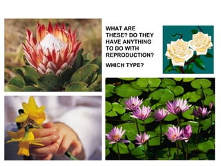 WHAT ARE THESE? DO THEY HAVE ANYTHING TO DO WITH REPRODUCTION? WHICH TYPE? 