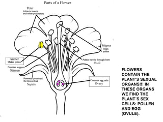 FLOWERS CONTAIN THE PLANT’S SEXUAL ORGANS!!! IN THESE ORGANS WE FIND THE PLANT´S SEX CELLS: POLLEN AND EGG (OVULE). 