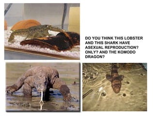 DO YOU THINK THIS LOBSTER AND THIS SHARK HAVE ASEXUAL REPRODUCTION? ONLY? AND THE KOMODO DRAGON? 
