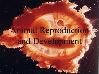 Animal Reproduction
 and Development
 