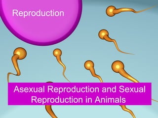 Reproduction




Asexual Reproduction and Sexual
   Reproduction in Animals
 