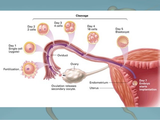 reproduction when does the placenta form