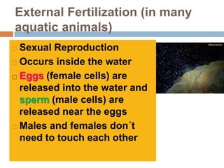 External Fertilization (in many
aquatic animals)
 Sexual Reproduction
 Occurs inside the water

 Eggs (female cells) are

  released into the water and
  sperm (male cells) are
  released near the eggs
 Males and females don´t

  need to touch each other
 