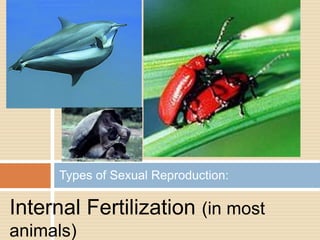 Types of Sexual Reproduction:

Internal Fertilization (in most
animals)
 
