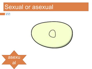 Sexual or asexual
reproduction?




 asexu
   al
 