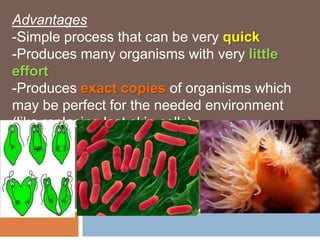 Advantages
-Simple process that can be very quick
-Produces many organisms with very little
effort
-Produces exact copies of organisms which
may be perfect for the needed environment
(like replacing lost skin cells)
 