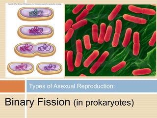 Types of Asexual Reproduction:

Binary Fission (in prokaryotes)
 