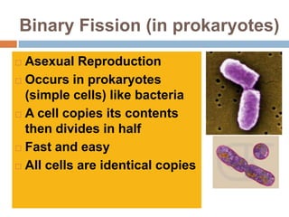 Binary Fission (in prokaryotes)
 Asexual Reproduction
 Occurs in prokaryotes
  (simple cells) like bacteria
 A cell copies its contents

  then divides in half
 Fast and easy

 All cells are identical copies
 